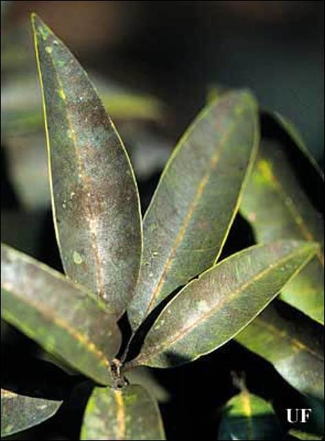 Figure 4. Sooty mold on mango leaves, an indirect result of infestation by lobate lac scale, Paratachardina lobata lobata (Chamberlin).
