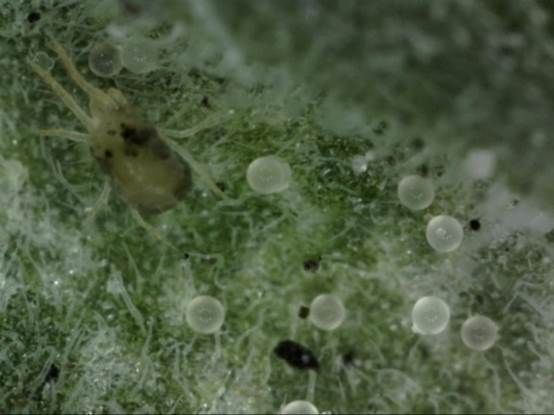Figure 3. Twospotted spider mite. Whitish spheres are eggs.