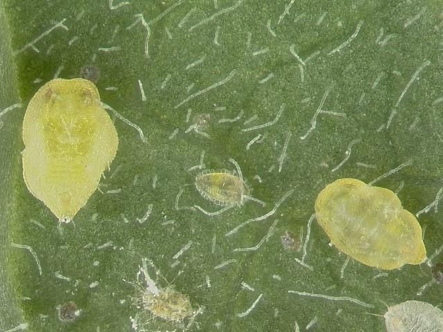 Figure 6. Whitefly nymphs.