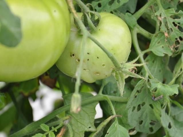 Figure 7. Southern armyworm damage to tomato fruit and foliage.