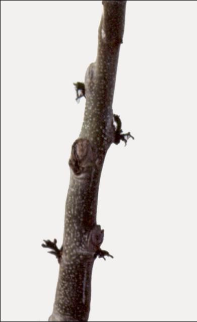 Figure 7. Transplanted pecan showing buds destroyed by pecan bud moth.