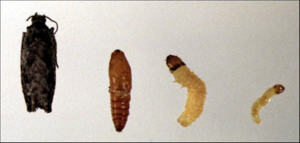 Figure 1. Adult and larvae of Gretchena bolliana (Slingerland), pecan bud moth.