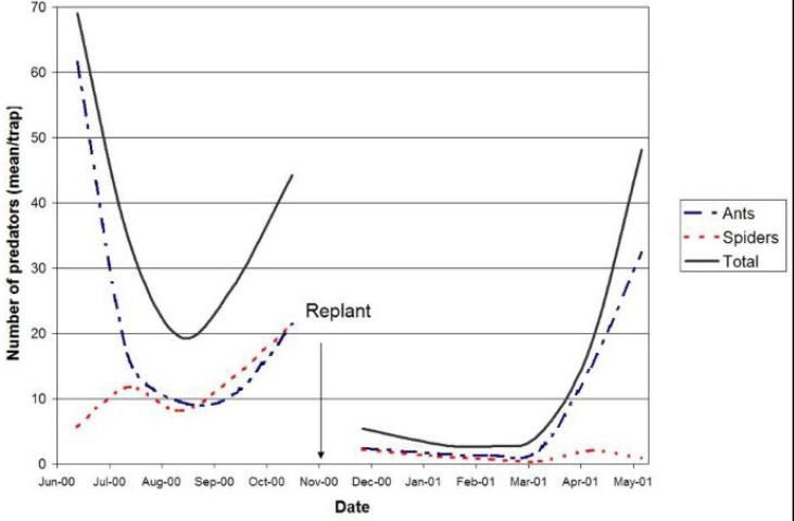 Figure 2. Arthropod predators—replanted fields.