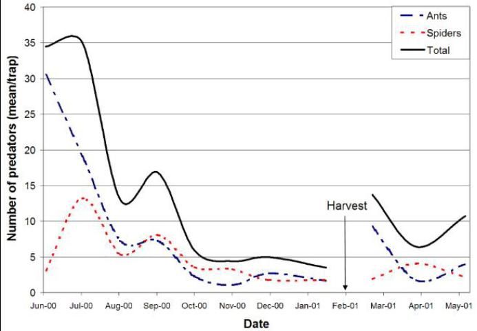 Figure 1. Arthropod predators—ratooned fields.