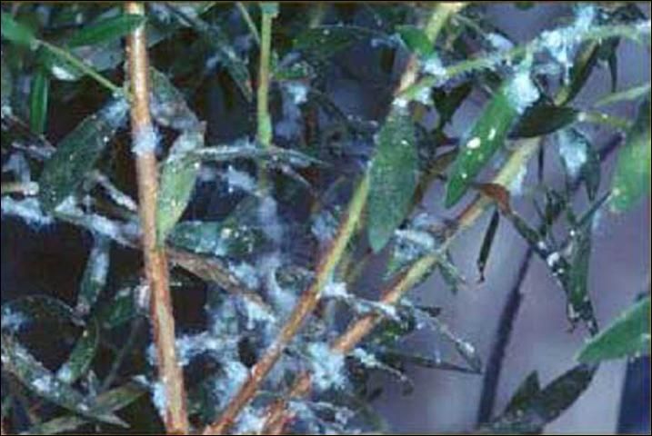 Figure 6. Melaleuca stems and leaves covered with a white waxy flocculence produced by a heavy infestation of nymphs of Boreioglycaspis melaleucae Moore, a psyllid.