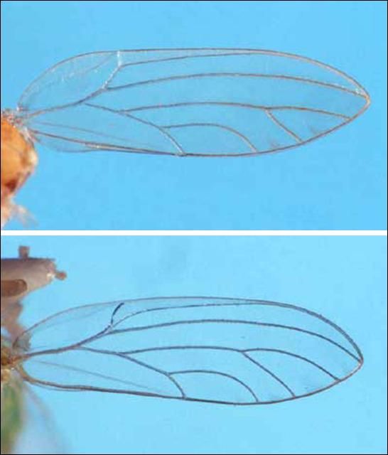 Figure 11. Hind wing of Boreioglycaspis melaleucae Moore, a psyllid (top). Hind wing of Glycaspis brimblecombei Moore, a psyllid (bottom).