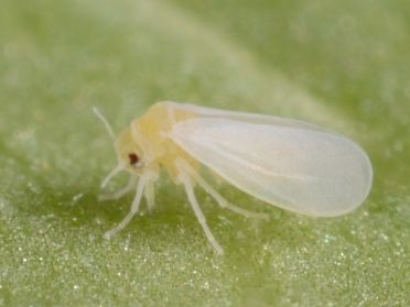 Figure 1. Whitefly adult.