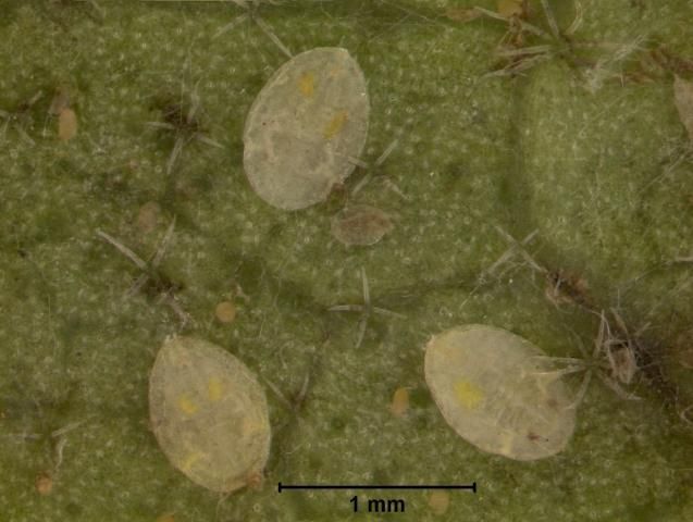 Figure 2. Whitefly nymphs.