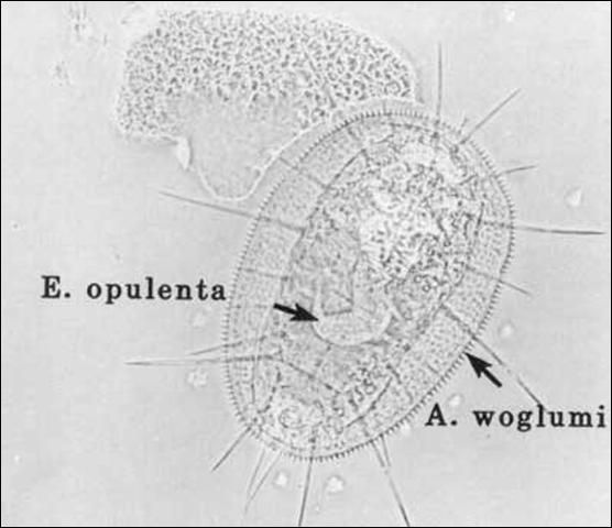 Figure 5. A larva of Encarsia perplexa Huang & Polaszek in a nymph of the citrus blackfly, Aleurocanthus woglumi Ashby. Encarsia perplexa was originally misidentified as Encarsia opulenta (Silvestri), but was later determined to be E. perplexa.
