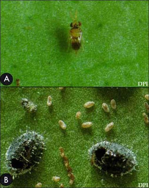 Figure 1. A) Adult Encarsia perplexa Huang & Polaszek; and (B) pupal cases of the citrus blackfly, Aleurocanthus woglumi Ashby, from which parasitoids have emerged (see roundish black holes). Normal emergence of an adult blackfly would leave a T-shaped split in the pupal case.