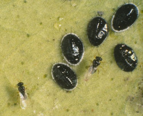 Figure 4. Adult Amitus hesperidum parasitoids near healthy pupae of citrus blackfly, Aleurocanthus woglumi Ashby.