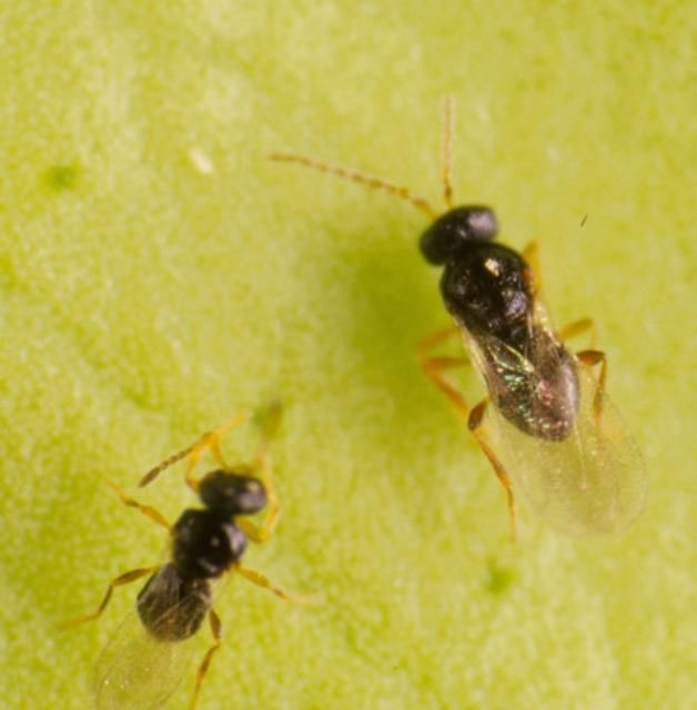 Figure 3. Adult female (lower left) and male (upper right) of Amitus hesperidum Silvestri, a parasitoid of the citrus blackfly. See clubbed antennae on female and filiform antennae on male.