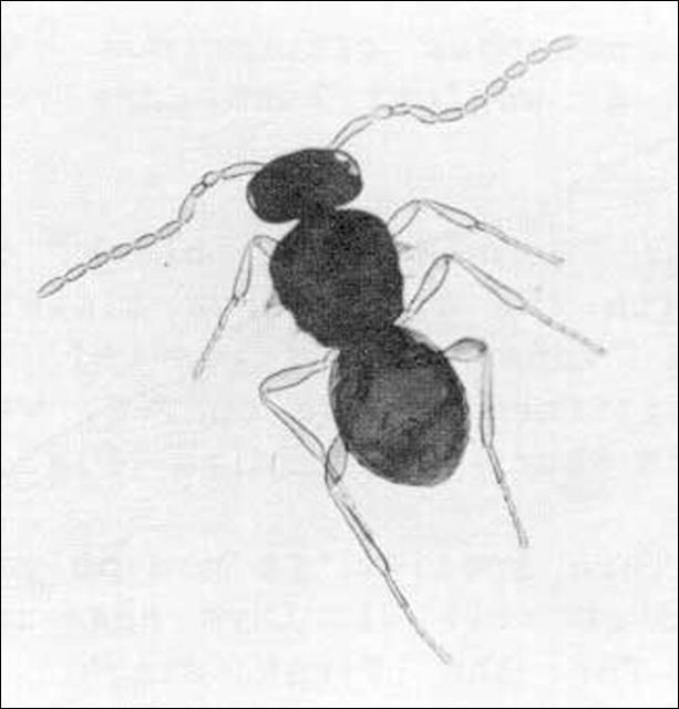 Figure 2. Adult male Amitus hesperidum Silvestri. See filiform antennae.