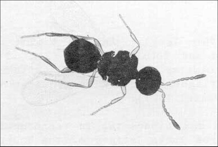 Figure 1. Adult female Amitus hesperidum Silvestri, a parasitoid of the citrus blackfly. See clubbed antennae.