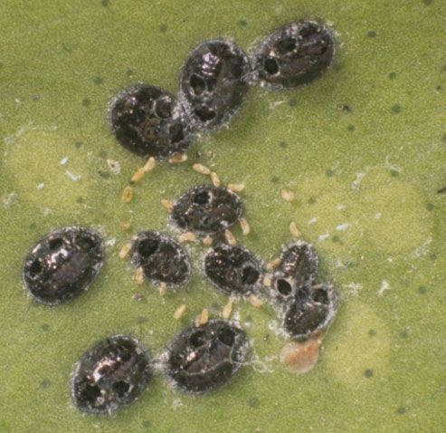 Figure 5. Empty pupal cases of the citrus blackfly, Aleurocanthus woglumi Ashby, from which adult parasitoids of Amitus hesperidum have emerged.