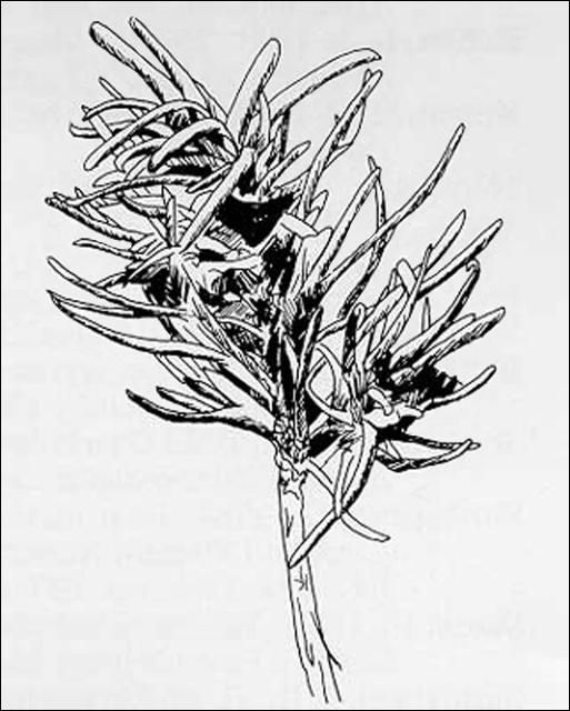 Figure 4. Typical appearance of conifer seedling damage by feeding of the tarnished plant bug, Lygus lineolaris (Palisot de Beauvois).