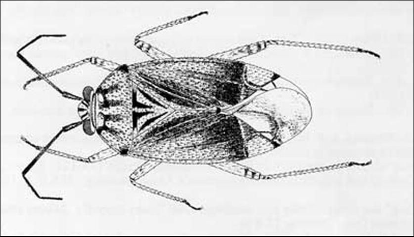 Figure 2. Adult tarnished plant bug, Lygus lineolaris (Palisot de Beauvois).