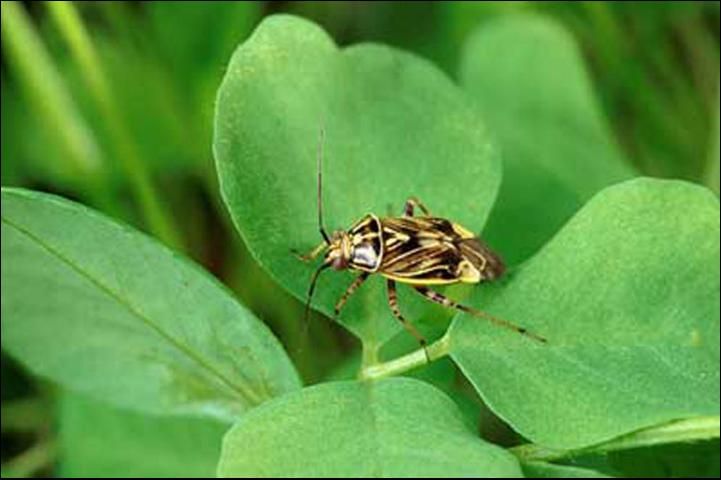 Figure 1. Adult tarnished plant bug, Lygus lineolaris (Palisot de Beauvois).