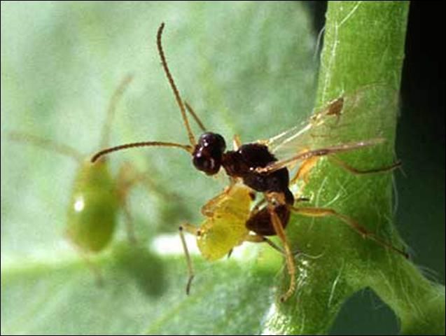 Figure 5. A quarter-inch-long parasitic wasp, Peristenus digoneutis Loan, prepares to lay an egg in a nymph of the tarnished plant bug, Lygus lineolaris (Palisot de Beauvois).