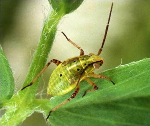 Figure 3. Fourth or fifth stage nymph of the tarnished plant bug, Lygus lineolaris (Palisot de Beauvois).