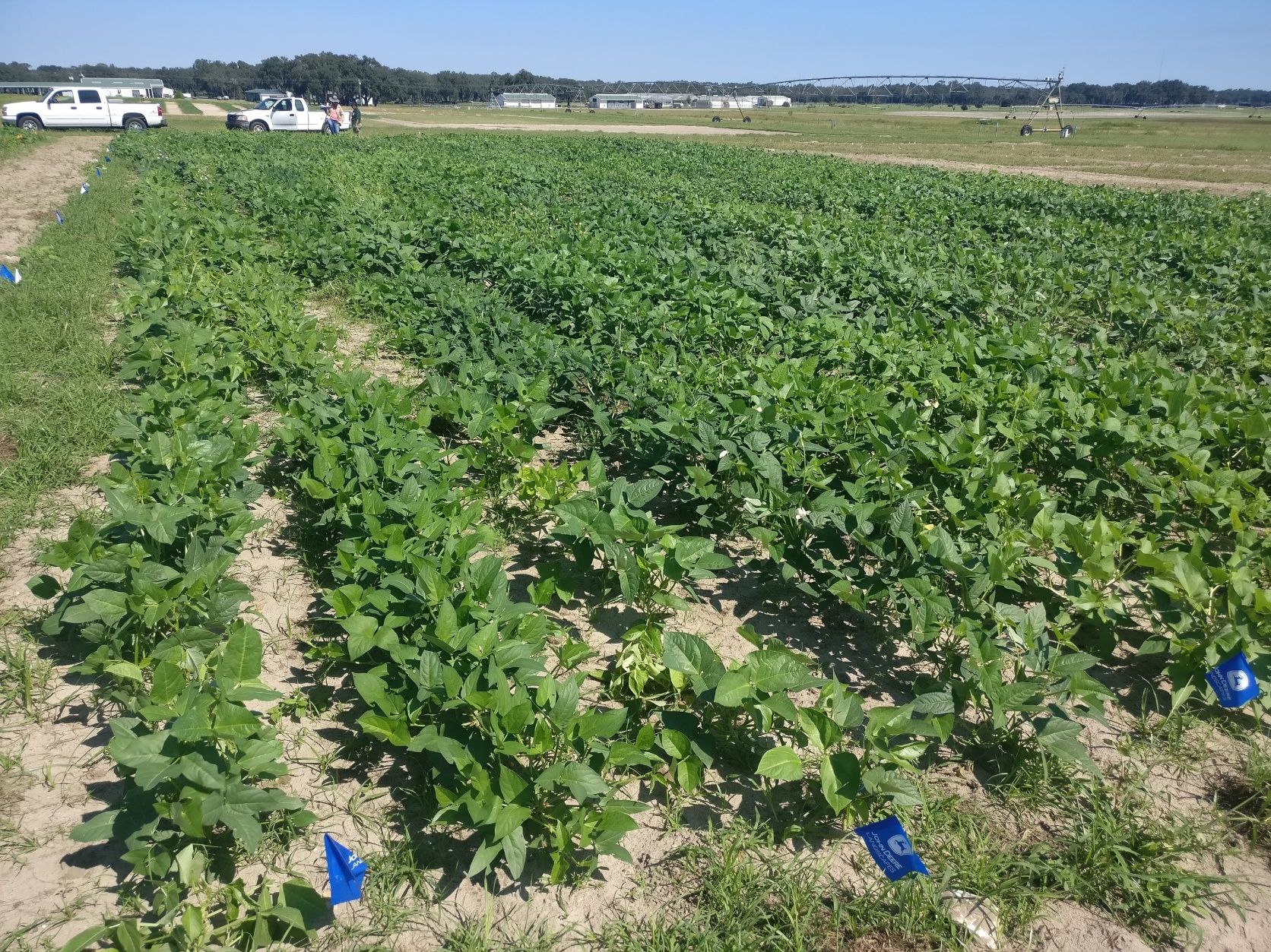 Cowpea breeding trial at the University of Florida.