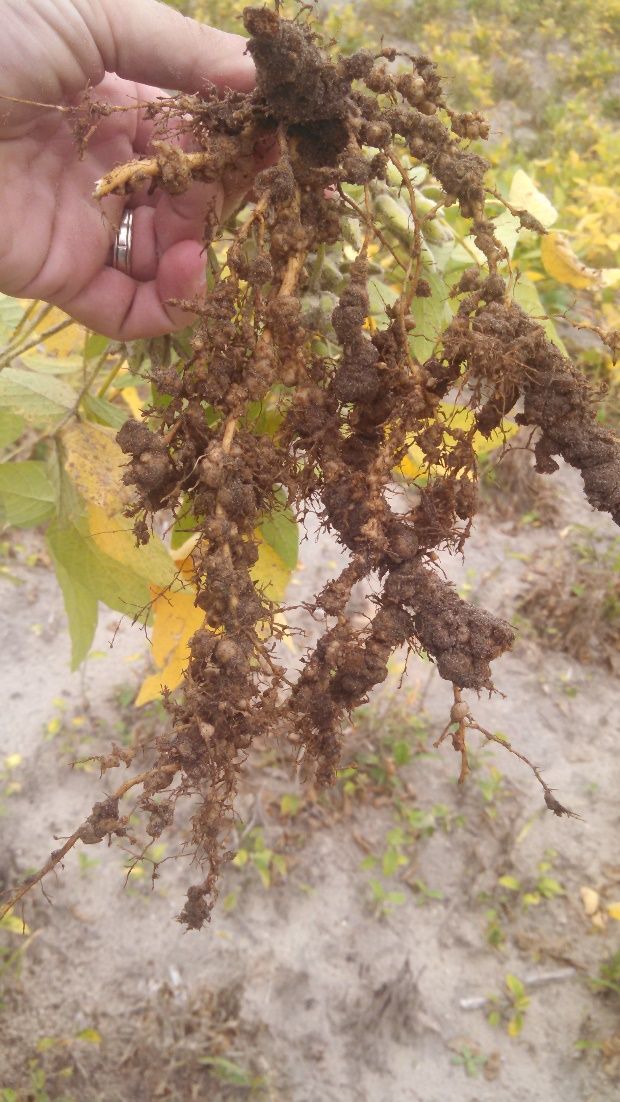 Severe root galling from root-knot nematode on soybean. Galls are irregularly shaped swellings of the root. This distinguishes them from nodules, which are regular, rounded, and easily detached from the root. 