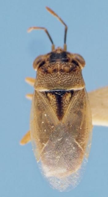 Figure 4. Adult Geocoris bullatus (Say), the large bigeyed bug.