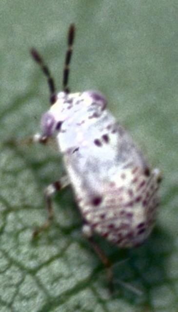 Figure 11. Nymph of the large bigeyed bug, Geocoris bullatus (Say).
