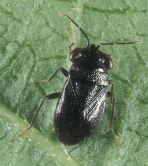 Figure 2. Adult Geocoris uliginosus (Say), a bigeyed bug.