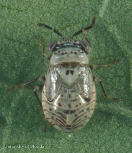 Figure 12. Nymph of Geocoris punctipes (Say), a bigeyed bug.