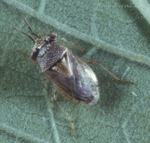 Figure 3. Adult Geocoris punctipes (Say), a bigeyed bug.