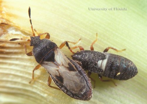 Figure 6. Adult (left) and nymph (right) chinch bugs, Blissus sp.