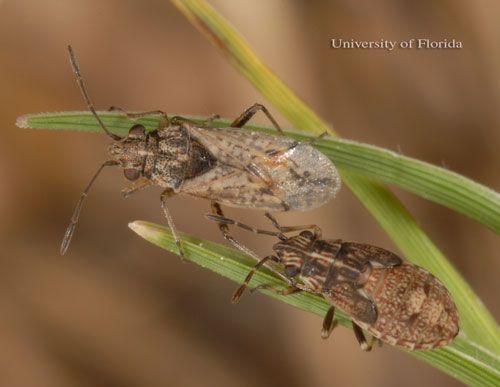 Figure 7. Adult (left) and nymph (right) false chinch bugs, Nysius raphanus Howard.