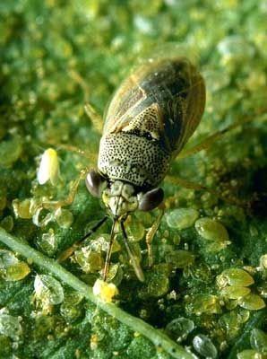 Figure 1. Adult bigeyed bug, Geocoris sp., feeding on a whitefly nymph.