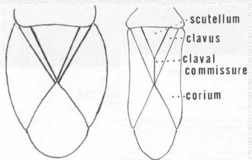 Figure 5. A comparison of the claval commissure on a bigeyed bug, Geocoris sp. (left), and a pamera bug, Neopamera sp. (right).