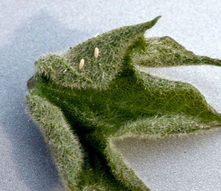 Figure 13. Eggs of Geocoris bullatus (Say), the large bigeyed bug.