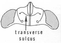 Figure 9. Dorsal aspect of the head of G. punctipes