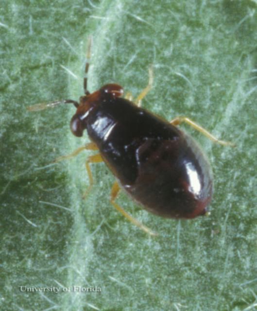 Figure 10. Nymph of Geocoris uliginosus (Say), a bigeyed bug.