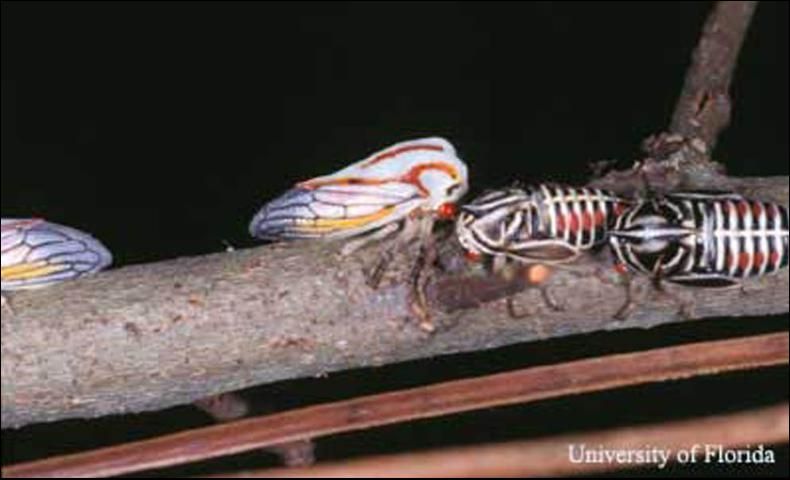 Figure 2. Adult (striped form) and nymphs of the oak treehopper, Platycotis vittata (Fabricius).
