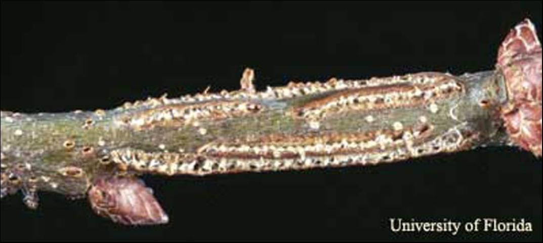 Figure 5. Oviposition marks of the oak treehopper, Platycotis vittata (Fabricius).