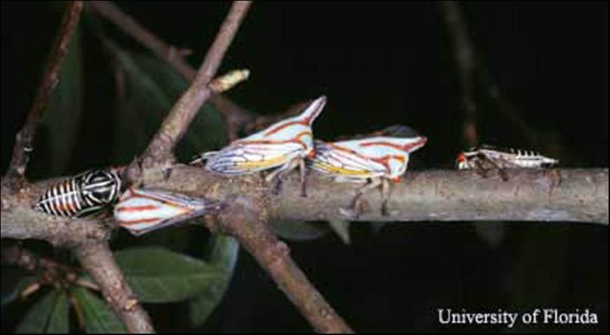 Figure 1. Adult and nymphs of the oak treehopper, Platycotis vittata (Fabricius).