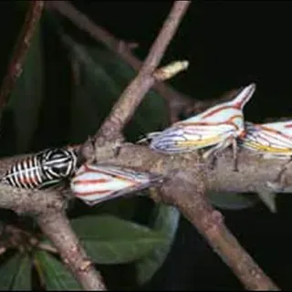 EENY328/IN519: Oak Treehopper, Platycotis vittata (Fabricius