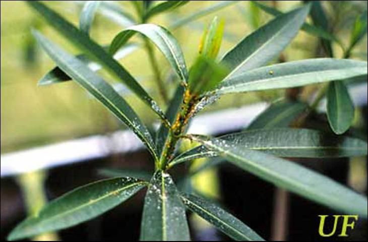 Figure 4. Terminal growth of oleander heavily infested with oleander aphids, Aphis nerii Boyer de Fonscolombe.