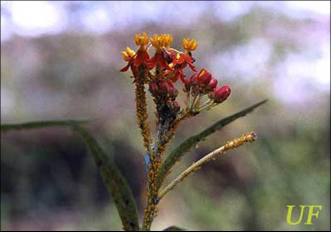 Figure 3. Inflorescence of scarlet milkweed heavily infested with oleander aphids, Aphis nerii Boyer de Fonscolombe.