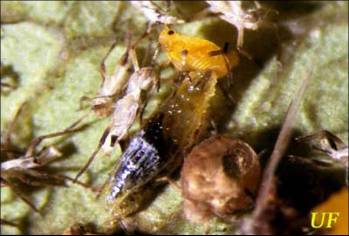 Figure 7. Syrphid fly larva feeding on nymph of oleander aphid, Aphis nerii Boyer de Fonscolombe.