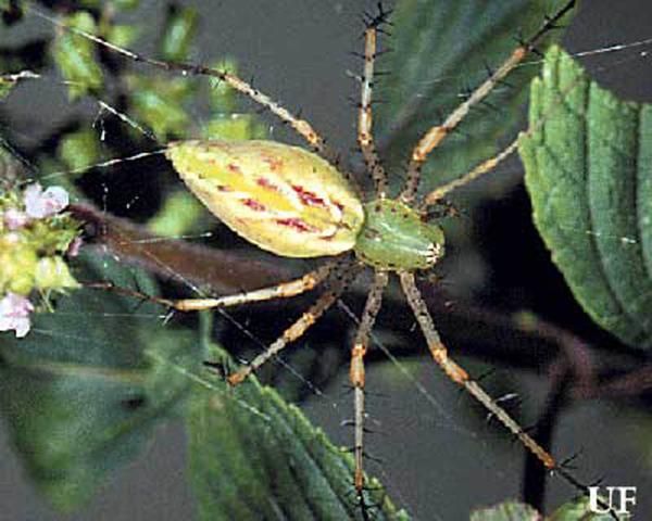 Figure 2. Adult green lynx spider, Peucetia viridans (Hentz).