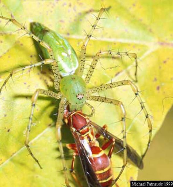 Figure 3. Dorsal view of adult green lynx spider, Peucetia viridans (Hentz), attacking a wasp.