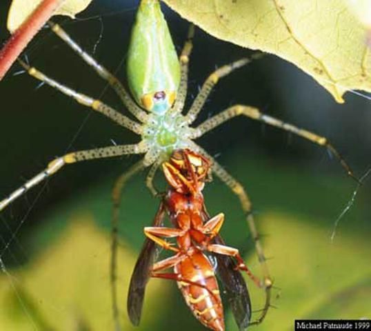 Figure 4. Ventral view of adult green lynx spider, Peucetia viridans (Hentz), attacking a wasp.