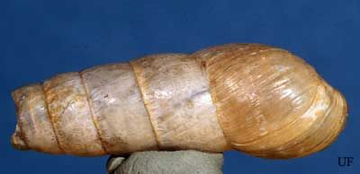 Figure 4. Top view of the decollate snail, Rumina decollata (Linnaeus 1758).