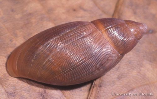 Figure 2. Top view of the rosy wolfsnail, Euglandina rosea (Férussac 1821).